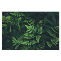 Fotografie Jungle leaves background, Jasmina007, 40 × 26.7 cm