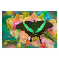 Fotografie Swallowtail butterfly  perching on orchid,, Darrell Gulin, 40 × 26.7 cm