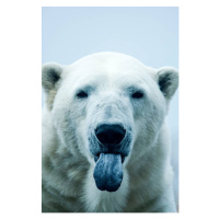 Fotografie Polar Bear closeup portrait, Mark Newman, 26.7 × 40 cm