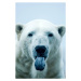 Fotografie Polar Bear closeup portrait, Mark Newman, 26.7 × 40 cm