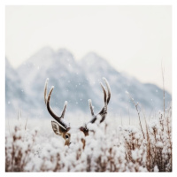 Fotografie Shy Deer, Treechild, (40 x 40 cm)