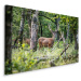 MyBestHome BOX Plátno Jelen Uprostřed Listnatého Lesa Varianta: 40x30