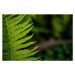 Umělecká fotografie leaf of a fern, dbefoto, (40 x 26.7 cm)