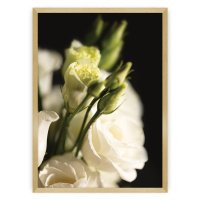 Dekoria Plakát Dark Flowers I, 70 x 100 cm, Volba rámku: Zlatý