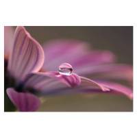 Fotografie Close-up of water drops on pink flower, Sonja Cvorovic / 500px, (40 x 26.7 cm)