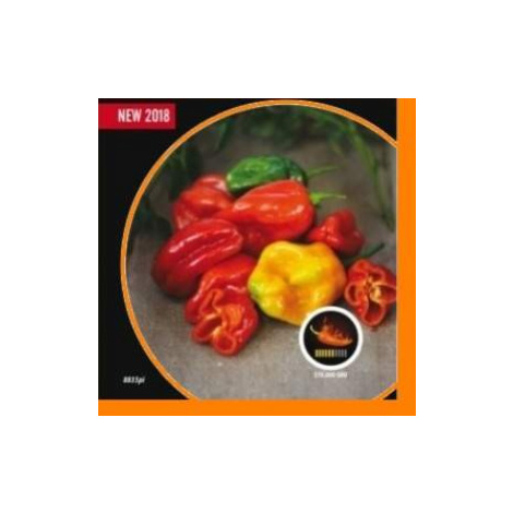 Paprika chilli 'Habanero Red Savina' PIQUANT MoravoSeed