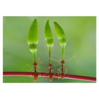 Fotografie chili cilider team, yahya taufikurrahman, 40 × 30 cm