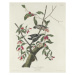 John James (after) Audubon - Obrazová reprodukce Downy Woodpecker, 1831, (35 x 40 cm)