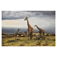 Fotografie Giraffe, Giuseppe DAmico, 40 × 26.7 cm