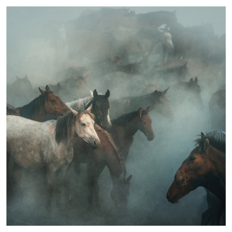 Umělecká fotografie lost horses, Huseyin Taşkın, (40 x 40 cm)