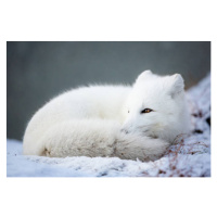 Fotografie Close-up of snow on field,Dovrefjell National, JKonradsen / 500px, 40 × 26.7 cm