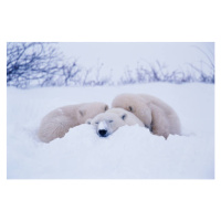 Fotografie Polar bear  sleeping in snow, George Lepp, (40 x 26.7 cm)