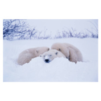 Fotografie Polar bear  sleeping in snow, George Lepp, 40 × 26.7 cm