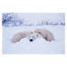 Fotografie Polar bear  sleeping in snow, George Lepp, 40 × 26.7 cm