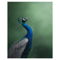 Fotografie Crowned Onlooker, Chaitanya Rawat, 30 × 40 cm