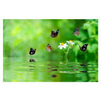 Fotografie a butterfly smelling a flower, sarayut Thaneerat, 40x26.7 cm