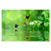 Fotografie a butterfly smelling a flower, sarayut Thaneerat, 40 × 26.7 cm