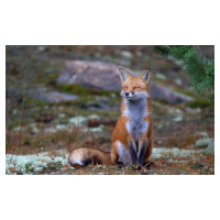 Fotografie Fox Zen - Algonquin Park, Jim Cumming, 40 × 26.7 cm