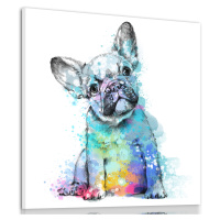 Obraz na plátně FRENCH BULLDOG B různé rozměry Ludesign ludesign obrazy: 60x60 cm