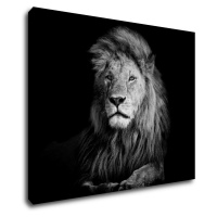 Impresi Obraz Lev černobílý - 90 x 70 cm