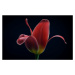 Fotografie First Tulip, Lotte	Grønkjær, 40 × 26.7 cm