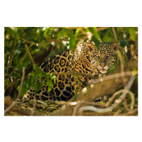 Fotografie Jaguar, McDonald Wildlife Photography Inc., 40 × 26.7 cm