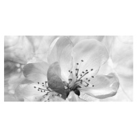 Fotografie Roses flowers. Floral spring background. Close-up., Fnadya76, 40x20 cm