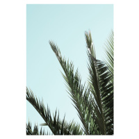 Fotografie Palm leaves and sky_2, Studio Collection, 26.7x40 cm