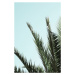 Fotografie Palm leaves and sky_2, Studio Collection, 26.7 × 40 cm