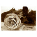 FTN S 2458 AG Design vliesová fototapeta 4-dílná Black and white rose, velikost 360 x 270 cm