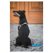 Vsepropejska Havi postroj pro psa s vodítkem Barva: Modrá, Obvod hrudníku: 23 - 29 cm