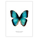 Ilustrace butterfly, Finlay & Noa, (30 x 40 cm)