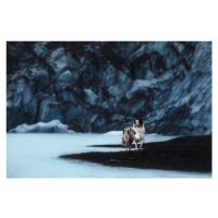 Fotografie Dogs of Iceland, Ve Shandor, 40x26.7 cm