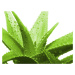 2G Lipov Chránič matrace (podložka) Aloe Vera - 140x200 cm | 1ks