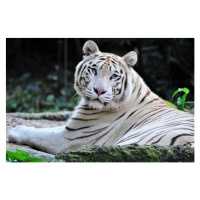 Umělecká fotografie White Bengal/Panthera Tigris- facing camera, Daniela White Images, (40 x 26.