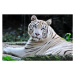 Fotografie White Bengal/Panthera Tigris- facing camera, Daniela White Images, 40 × 26.7 cm