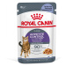 Royal Canin Appetite Control Care v želé - 24 x 85 g