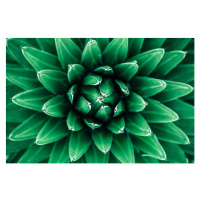Fotografie Close up view of green cactus leaves, Alexander Spatari, 40x26.7 cm