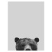 Ilustrace Grey bear, Finlay & Noa, 30x40 cm