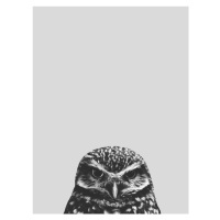 Ilustrace Grey owl, Finlay & Noa, 30 × 40 cm