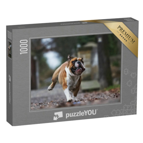 puzzle „Legrační buldok v plném běhu“