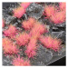 Dekorace GamersGrass - Alien Pink