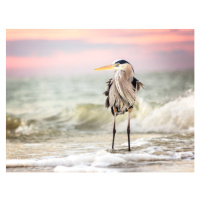 Fotografie Amazing Great Blue Heron at Sunrise, Vicki Jauron, Babylon and Beyond Photography, 40