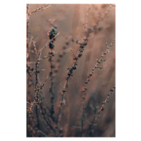 Umělecká fotografie Plants and flowers at golden hour, Javier Pardina, (26.7 x 40 cm)