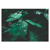 Fotografie Green leaf with dew on dark nature background., Lemon_tm, 40 × 26.7 cm