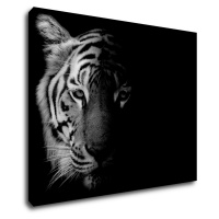 Impresi Obraz Tygr černobílý - 90 x 70 cm