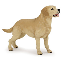 Labrador