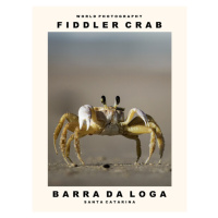 Fotografie Fiddler Crab (Barra Da Loga, Santa Catarina), 30 × 40 cm