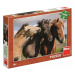 DINO Puzzle XL Barevní koně foto 300 dílků 47x33cm skládačka v krabici