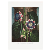 Ilustrace The Quadrangular Passion Flower from The Temple of Flora (1807), Studio Collection, 30